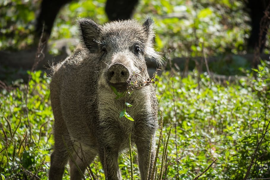 boar, pig, wild, snout, eat, view, look, watch, forest animal, HD wallpaper