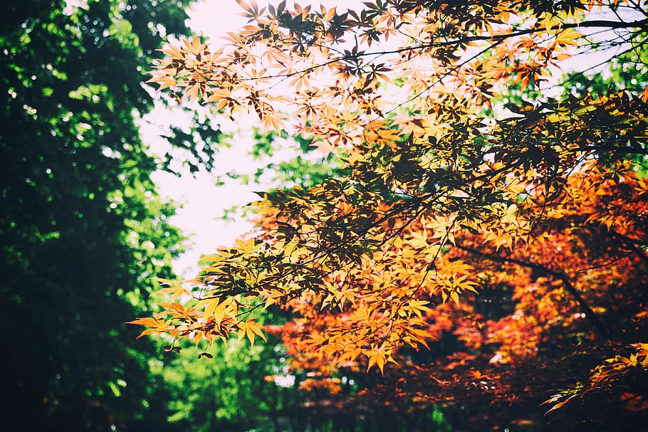 yellow leafed plant, tree, maple, maple leaf, vegetation, nature HD wallpaper