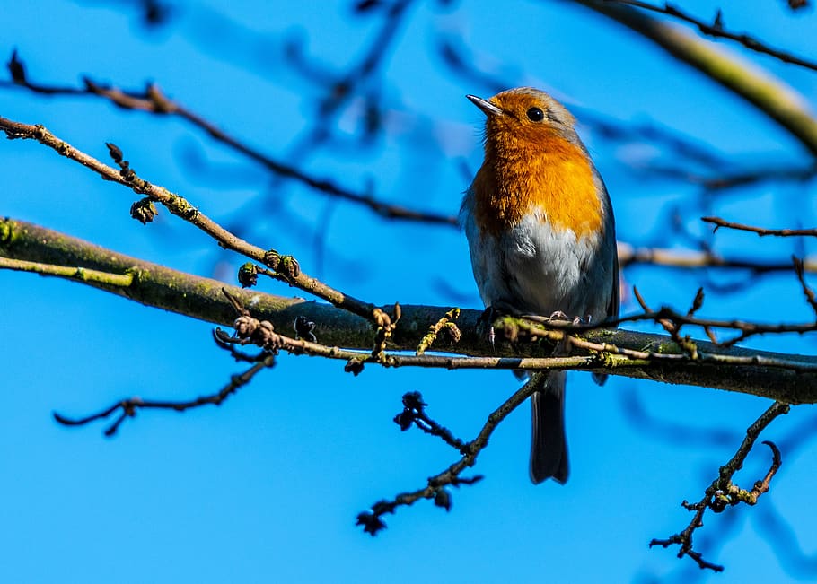 robin, spring, bird, songbird, nature, species, songbirds, animals HD wallpaper