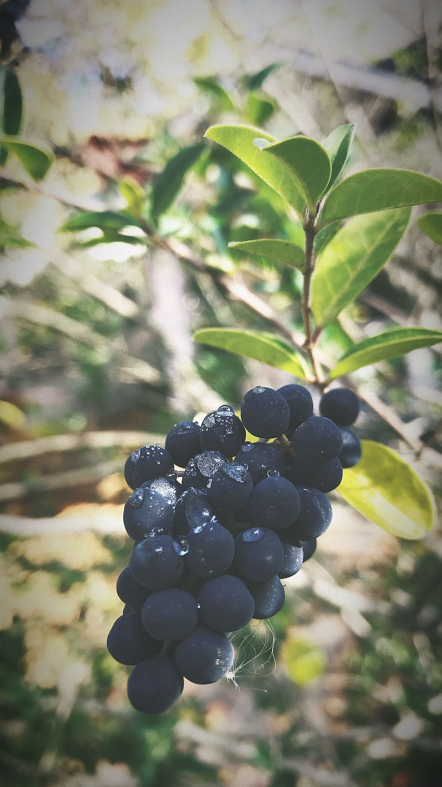 plant, fruit, grapes, food, blueberry, berries, vine, leaf, HD wallpaper