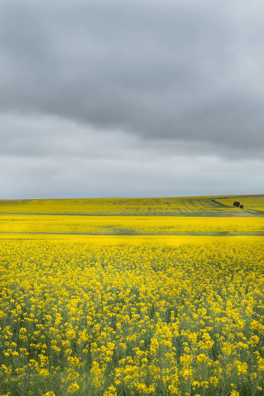 Photo of Bed of Yellow Petaled Flowers, crop, cropland, dark clouds HD wallpaper