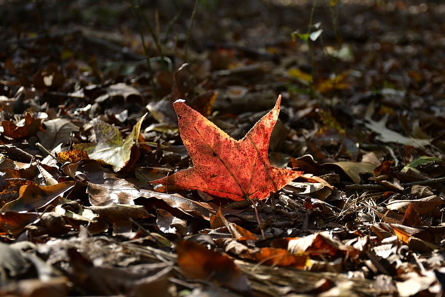 autumn, leaf, plant part, change, dry, maple leaf, nature, land HD wallpaper