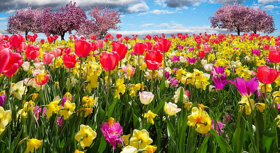 spring, awakening, fresh, flower, nature, fragrance, garden HD wallpaper