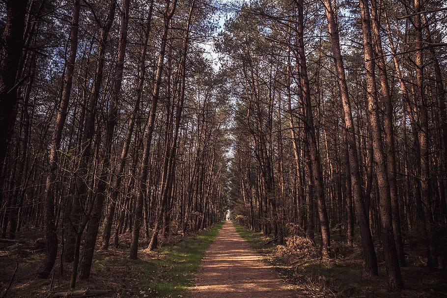 path, trees, couple, forest, cute, fairytale, landscape, plant HD wallpaper
