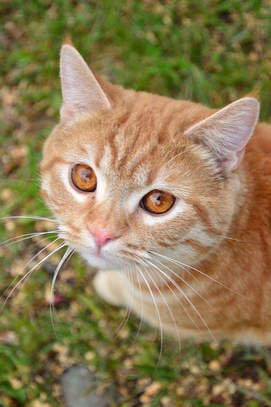 cat, redhead, pet, animals, housecat, eyes, darling, animal themes HD wallpaper