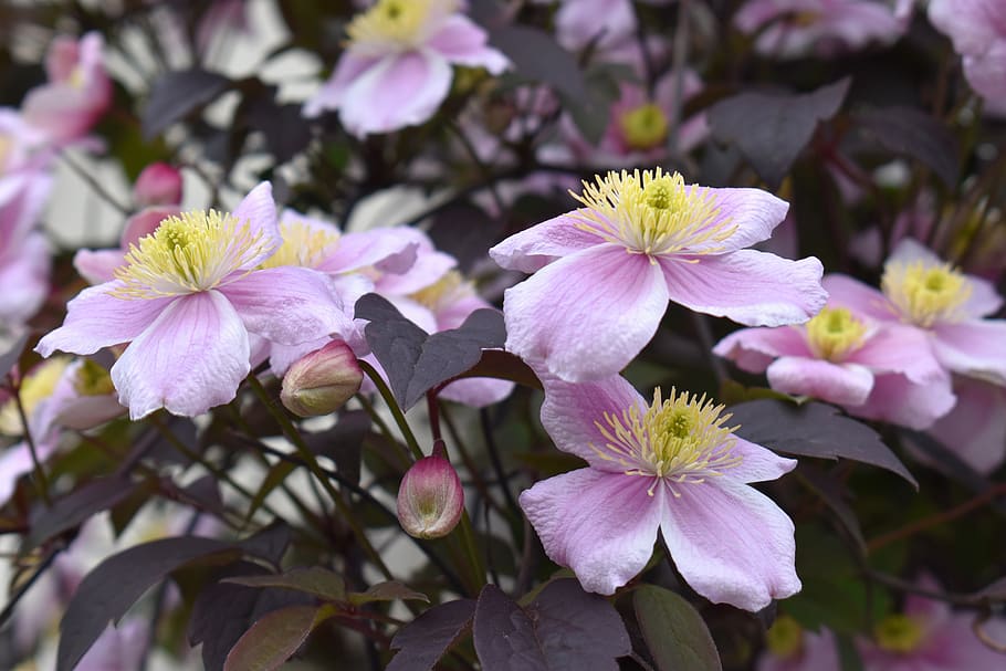 clematis, flowers, plants, nature, purple, garden, flora, pollen HD wallpaper