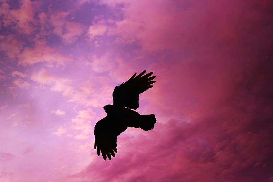 crow, bird, animal, flight, wing, plumage, feathered friend HD wallpaper