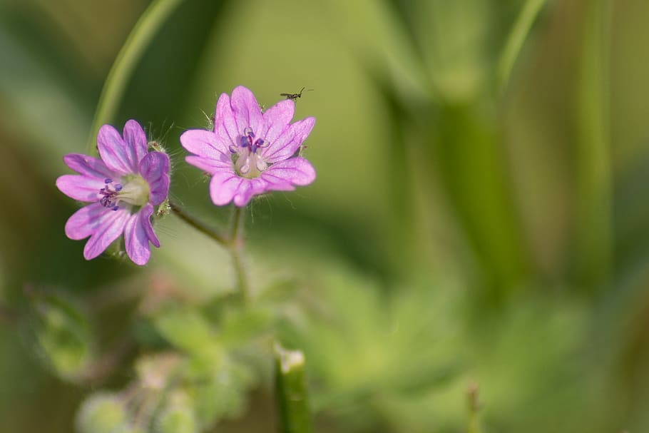 mosquito, flower, grass, summer, spring, green, violet, purple HD wallpaper