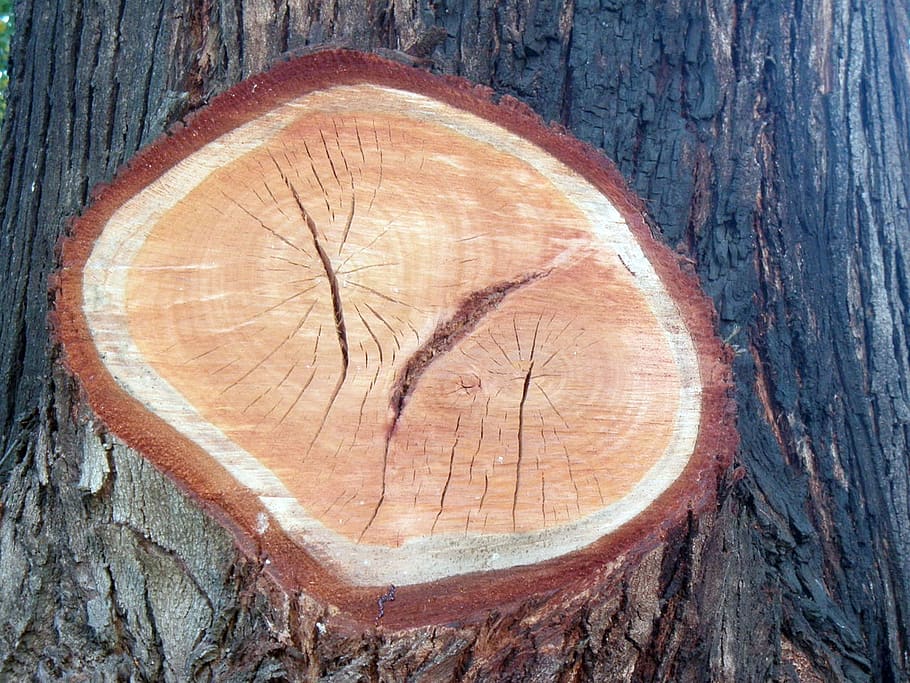 corte, árvore, tree, wood - material, textured, bark, close-up, HD wallpaper
