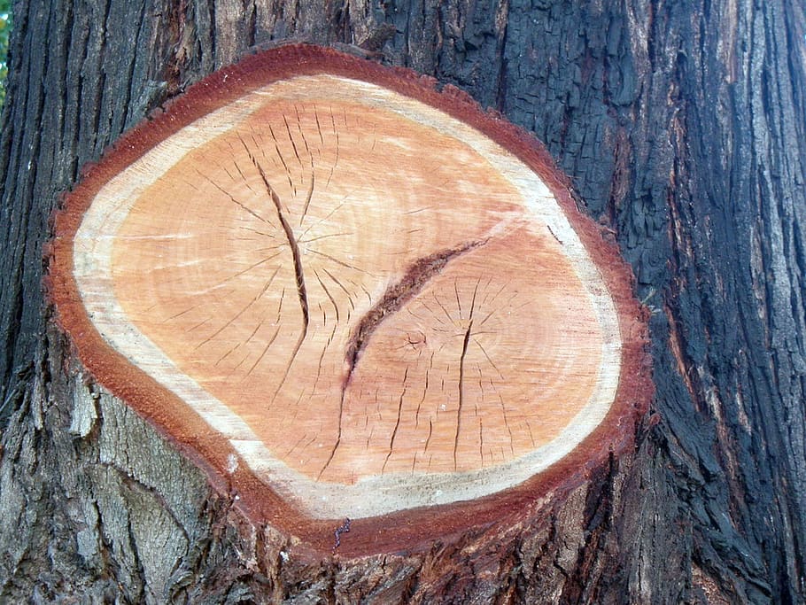 corte, árvore, tree, wood - material, textured, bark, close-up HD wallpaper