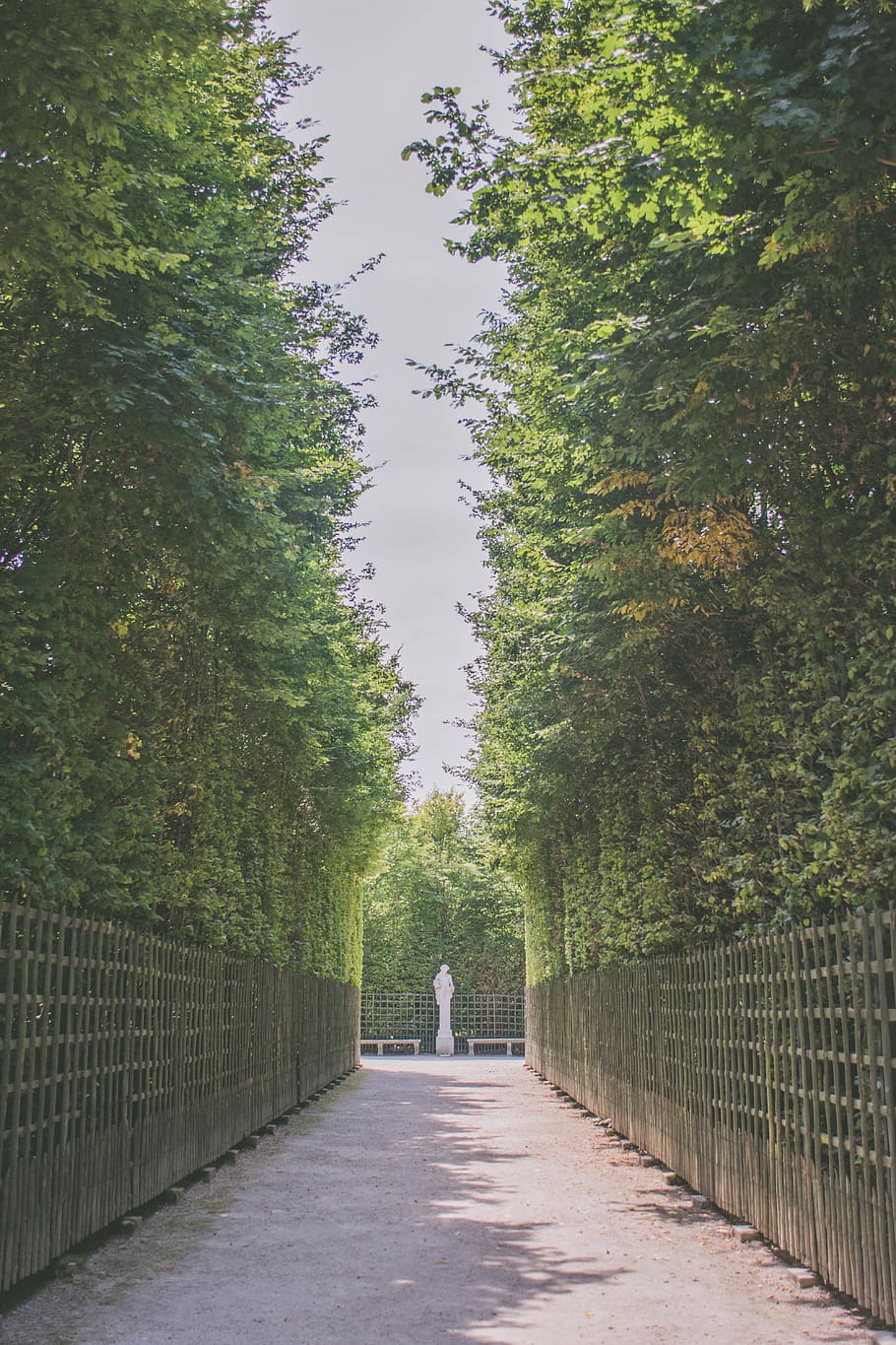 france, versailles, plant, tree, direction, growth, the way forward HD wallpaper