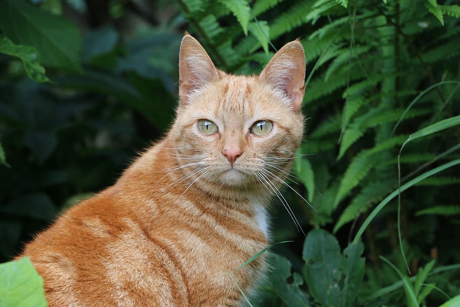 cat, cats, pet, ruddy, red-haired, animal, house cat, domestic, HD wallpaper