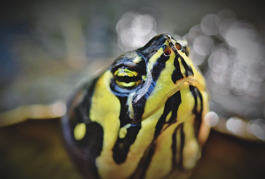 turtle, water turtle, reptile, turtle head, nostrils, tropical HD wallpaper