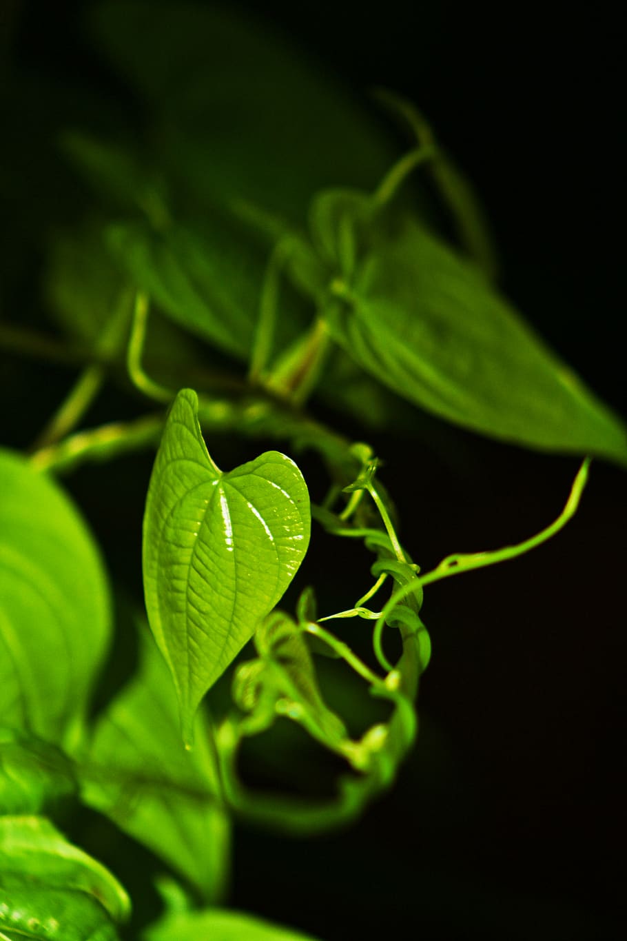 green color, leaf, plant part, growth, close-up, beauty in nature HD wallpaper