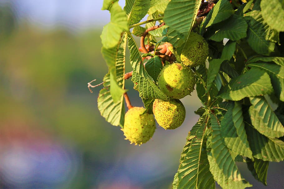 chestnut, fruit, plant, nature, open air, autumn, horse chestnut HD wallpaper