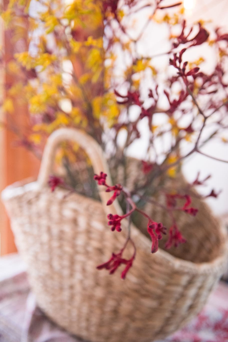 colombia, bogotá, plant, close-up, no people, tree, focus on foreground HD wallpaper