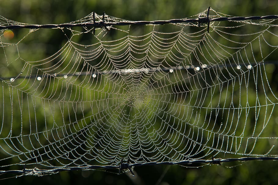 australia, spider web, fragility, vulnerability, close-up, focus on foreground HD wallpaper