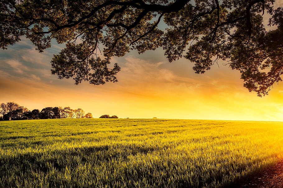 Green Grass Field, clouds, cropland, crops, dawn, farmland, idyllic HD wallpaper