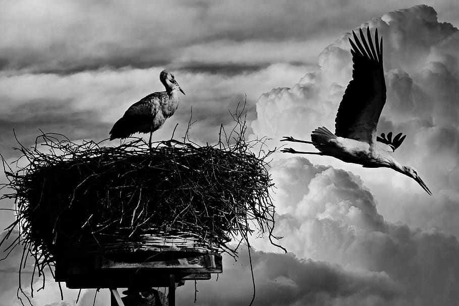 stork, bird, animal, nest, flight, ciconia ciconia, wing, plumage, HD wallpaper