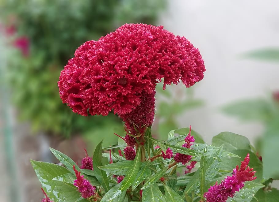 cockscomb, flowers, red flower, beautiful, close, sejong city HD wallpaper