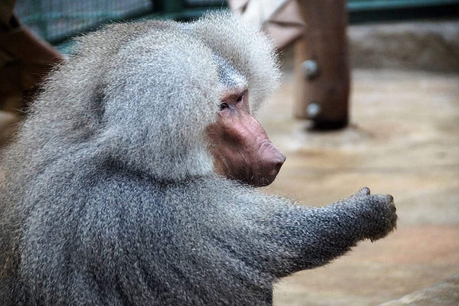 monkey, baboon, animal, zoo, primate, male, the zoological garden HD wallpaper