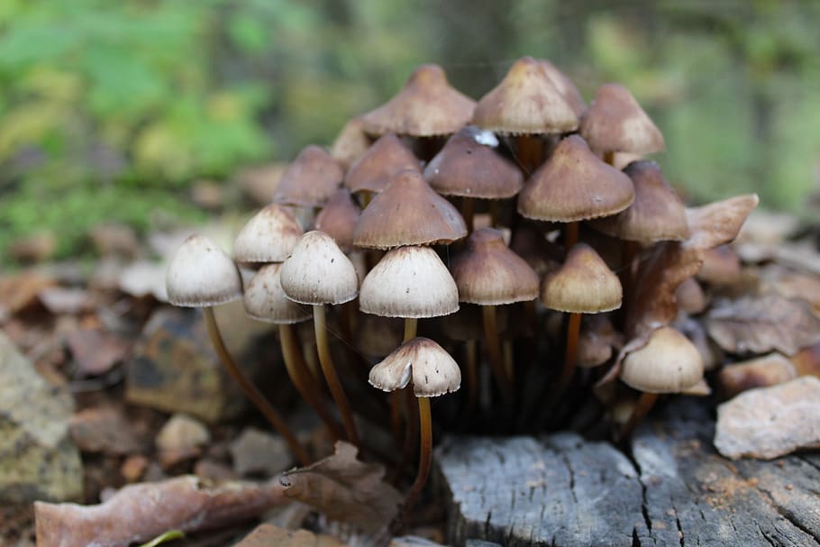 mushroom, nature, forest, fungus, vegetable, food, growth, toadstool HD wallpaper