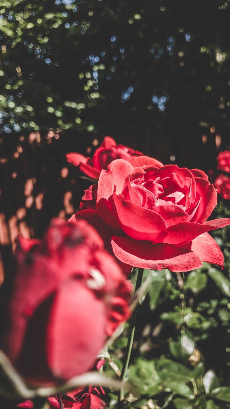daytime, fall, outside, nature, red, roses, flowering plant HD wallpaper