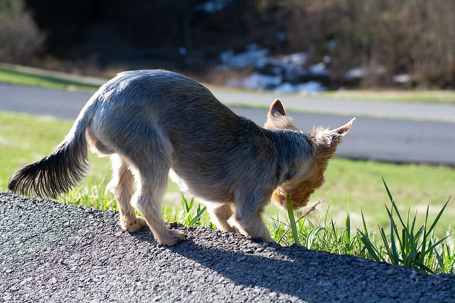 dog, small dog, yorki, website terrier, eat grass, out, purebred dog, HD wallpaper