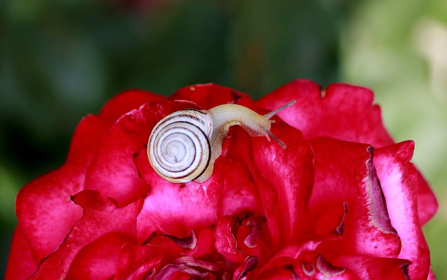 snail, shell, rose, red, garden, flower, beauty in nature, flowering plant HD wallpaper