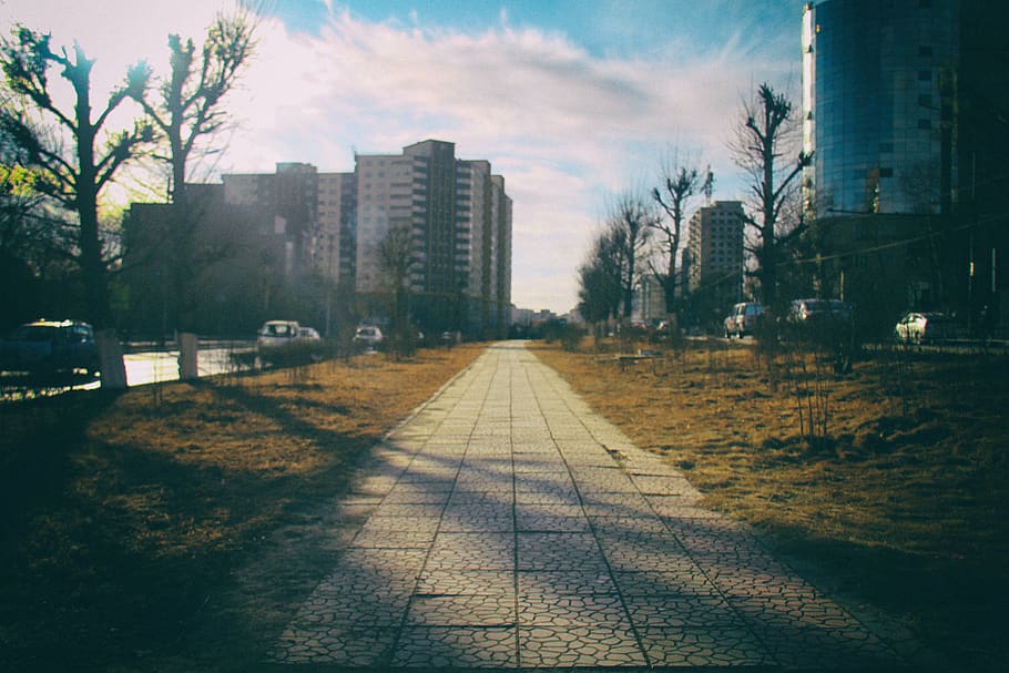 mongolia, ulaanbaatar, tree, nature, sun, city, car, cars, light HD wallpaper