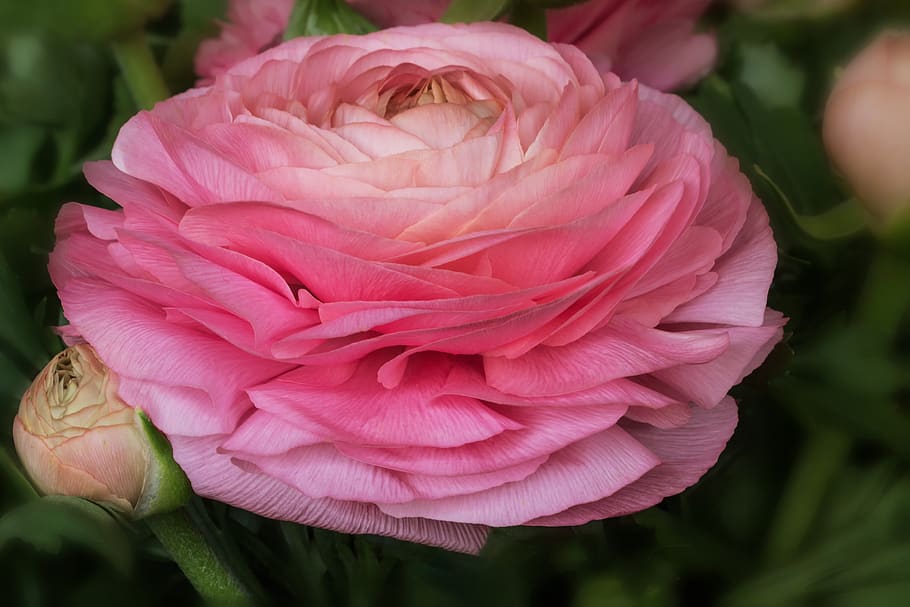 flowers, nature, spring, ranunculus, ranunkeln, ranunculus asiaticus HD wallpaper