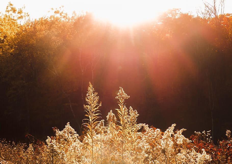 glow, sun, rays, field, plants, fall, autumn, flare, trees HD wallpaper