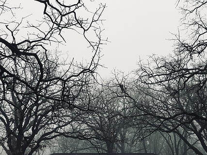 trees, forest, snowy, white, black, and, creepy, scary, dark HD wallpaper