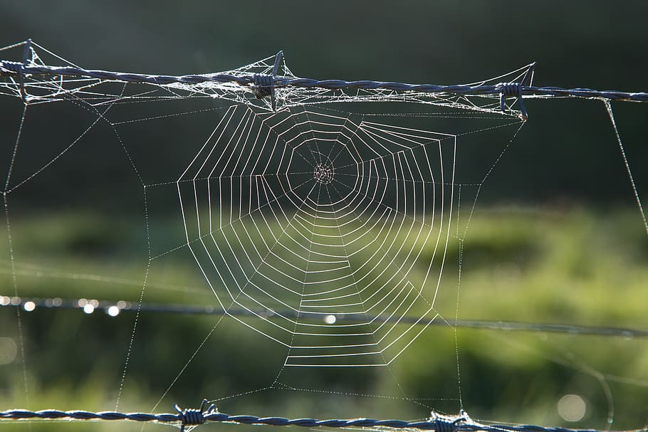 australia, spider web, fragility, vulnerability, focus on foreground HD wallpaper