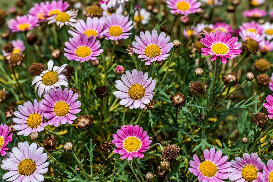 flowers, small, decorative, spring, flowering plant, freshness HD wallpaper