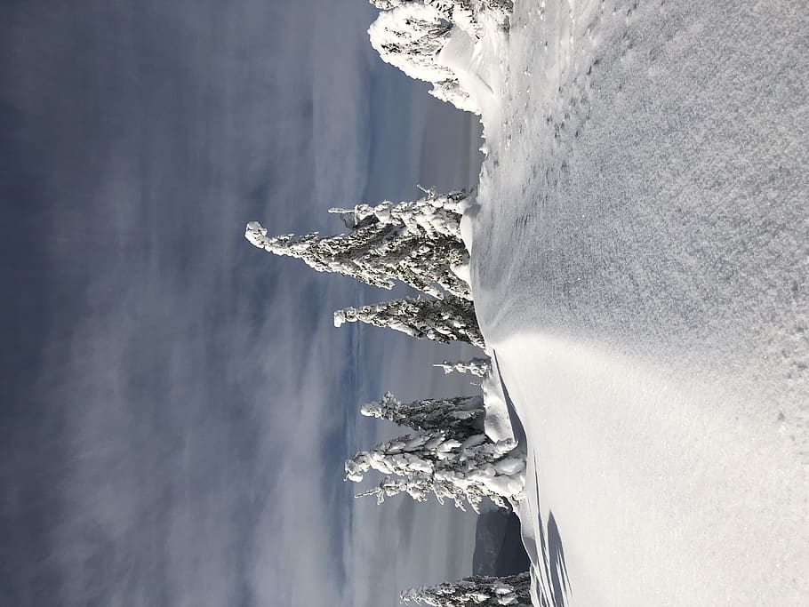 trees covered with snow, nature, plant, outdoors, mountain, fir HD wallpaper