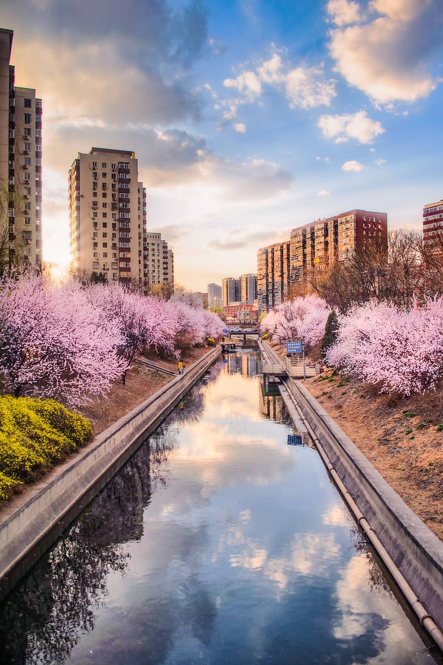 pink-leafed tree during daytime, plant, cherry blossom, flower HD wallpaper