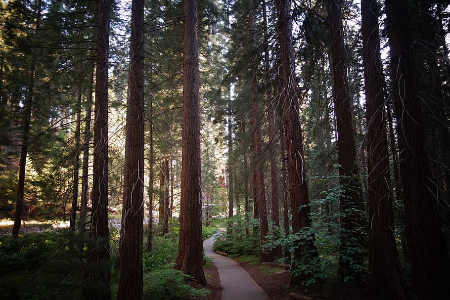 Selective Focus Photography Of Forest, nature, path, trees, woods HD wallpaper