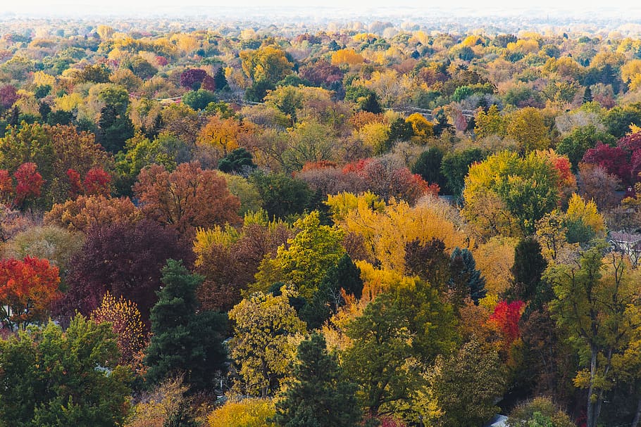Aerial Photograph Of Forest, daylight, environment, nature, scenic HD wallpaper