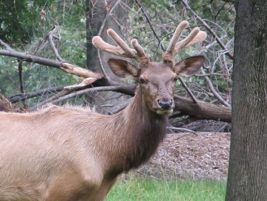 deer, red, animal, wild, nature, jungle, animal themes, animal wildlife HD wallpaper