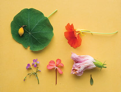 assorted flowers on yellow surface, petal, daffodil, flora, blossom HD wallpaper