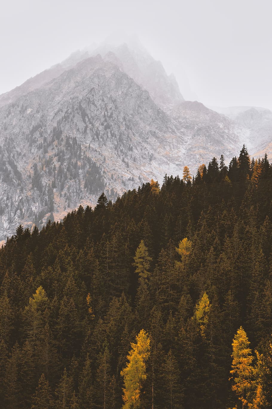 pine trees near mountain, nature, forest, autumn, fall, mist HD wallpaper