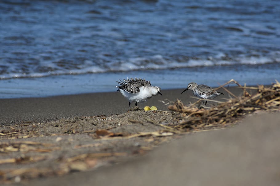 animal, sea, beach, wave, bird, wild birds, the department of, HD wallpaper