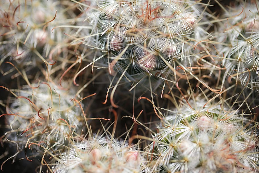 green-leafed plants, succulent plant, cactus, growth, close-up HD wallpaper