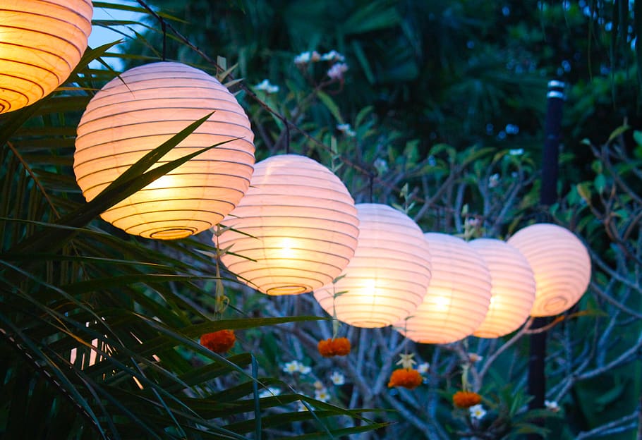 bali, plant, lighting equipment, growth, close-up, no people HD wallpaper