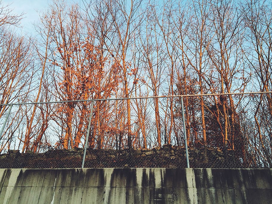 plant, tree, construction, scaffolding, forest, woodland, outdoors HD wallpaper