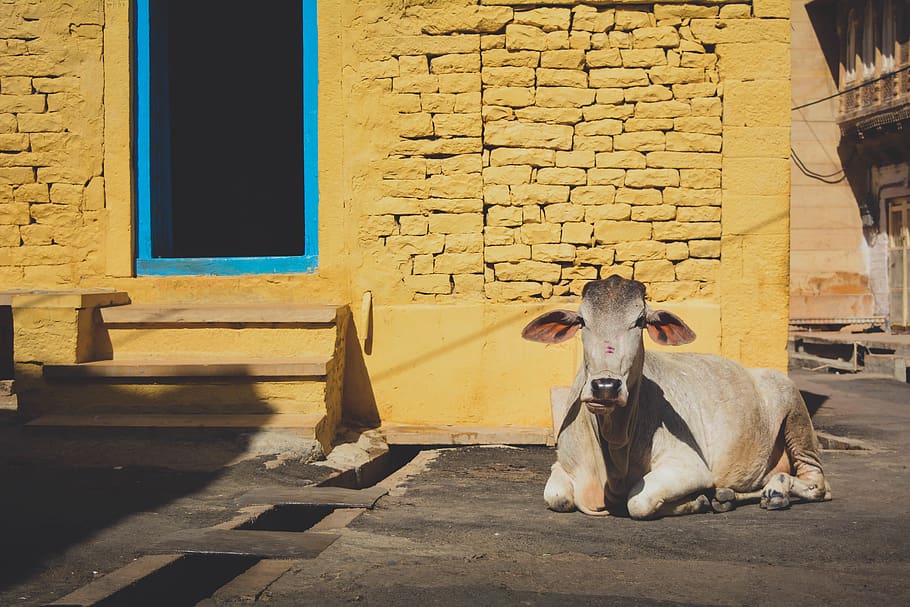 Как путешествовать с коровой. Корова путешествует. Бесхозные коровы в Индии.