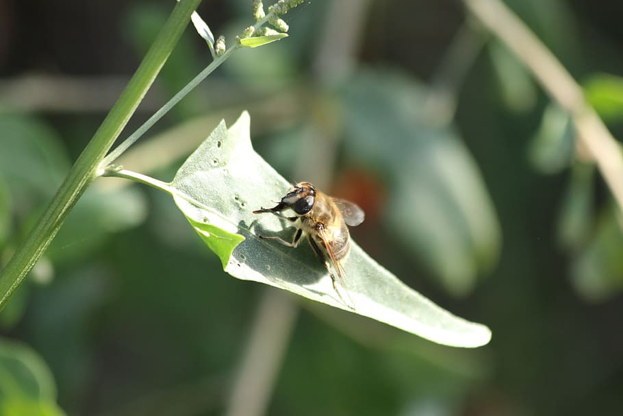 fly, sheet, little, sitting, summer, macrophoto, insect, invertebrate HD wallpaper