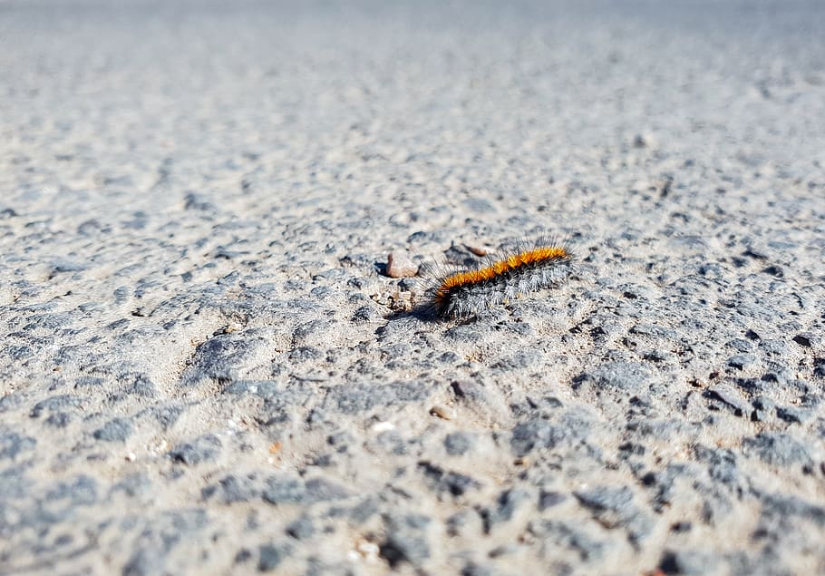 brown millipede, ground, animal, reptile, lizard, lentamente HD wallpaper