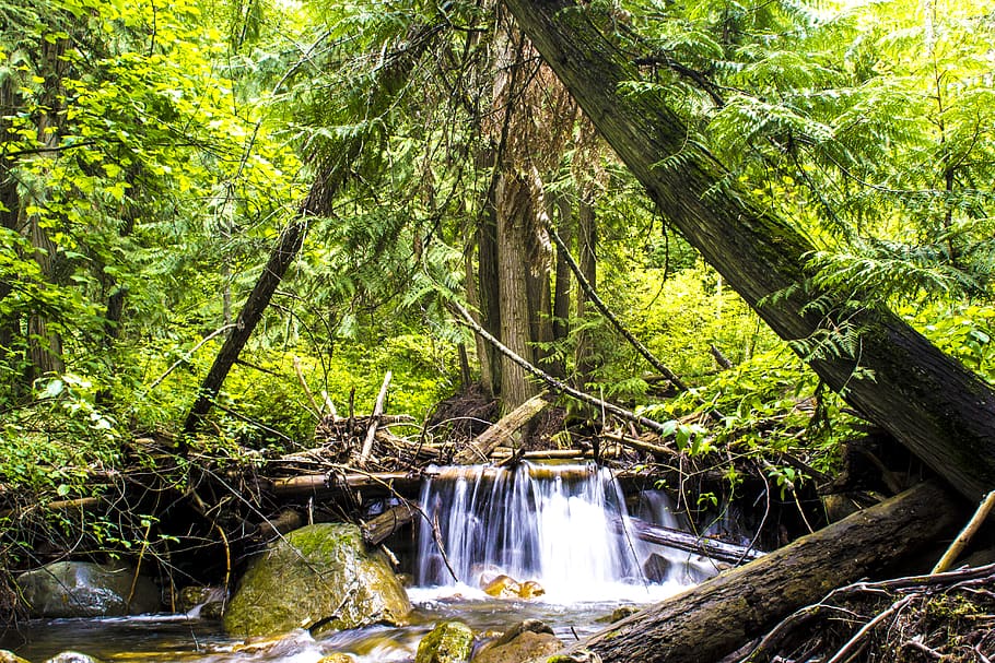 canada, vernon, water, river, forest, green, trees, nature HD wallpaper